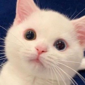 Meet your Posher, Chance